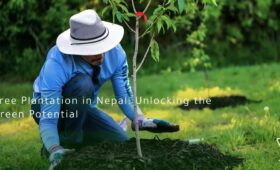 Tree Plantation in Nepal