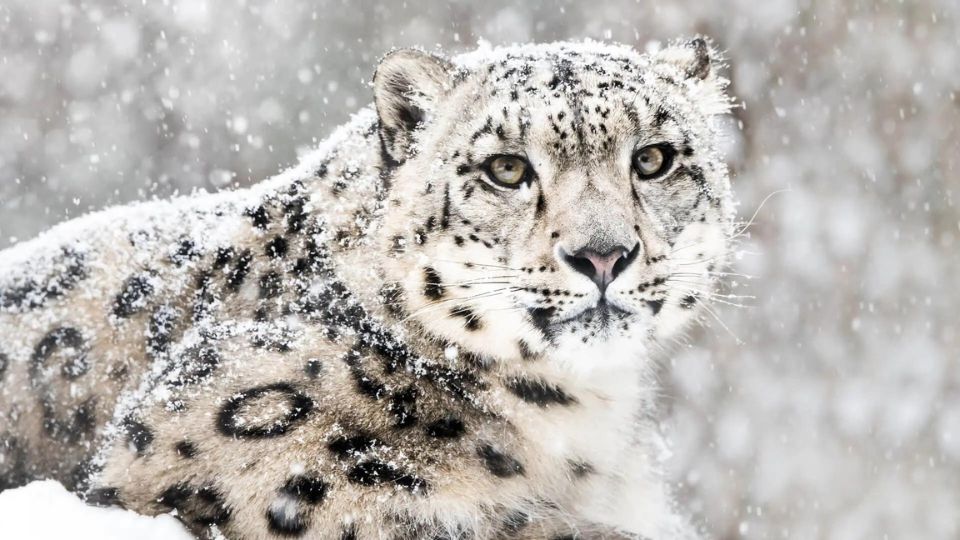 Snow-Leopard