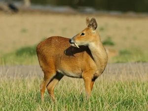 musk-deer