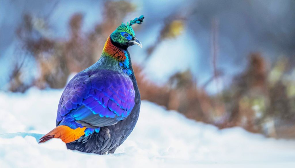 Himalayan-Monal-i-a-min