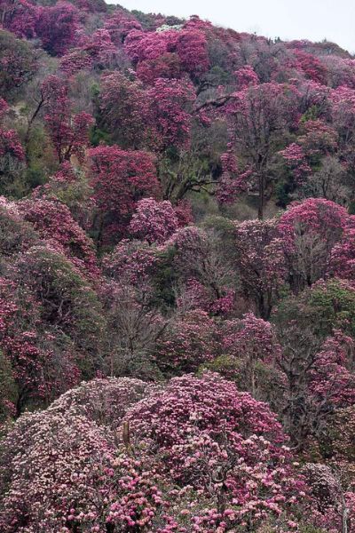 rhododendron-